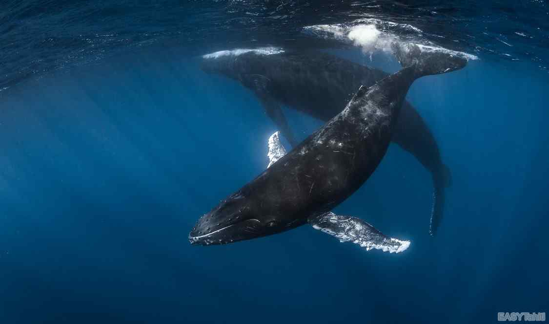 découverte baleines à moorea pendant séjour en Polynésie