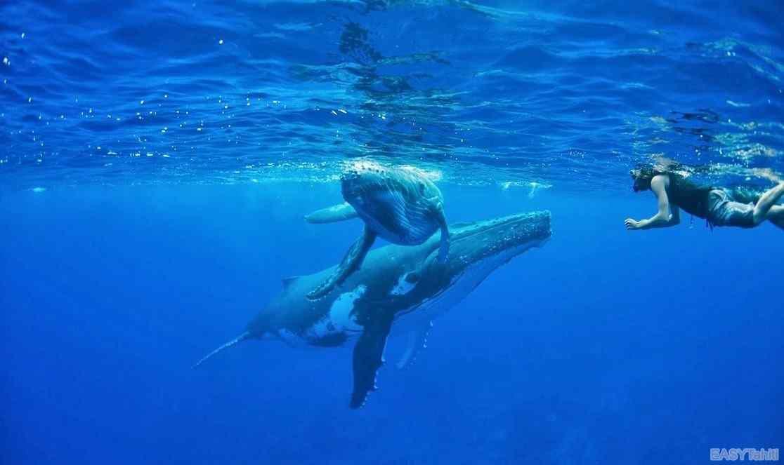 nager avec les baleines à moorea pendant voyage en Polynésie