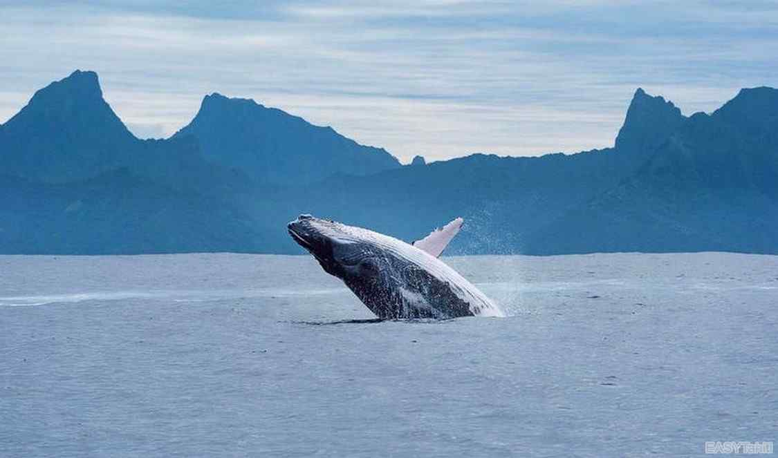 saut de baleine à Moorea en Polynésie