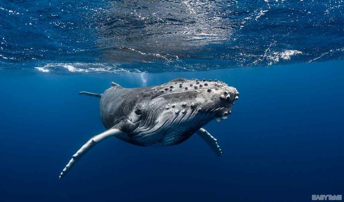 découvrez les baleines à moorea pendant vos vacances en Polynésie