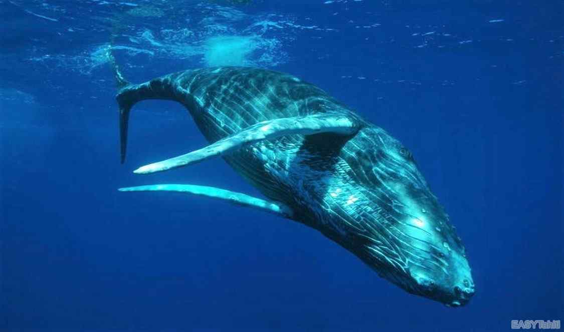 nagez avec les baleines a bosse à moorea durant votre voyage en Polynésie