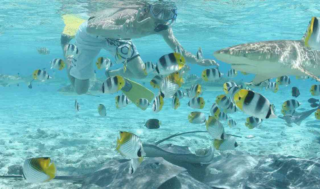 nagez avec les requins et les rais à Bora Bora pendant votre voyage en Polynésie