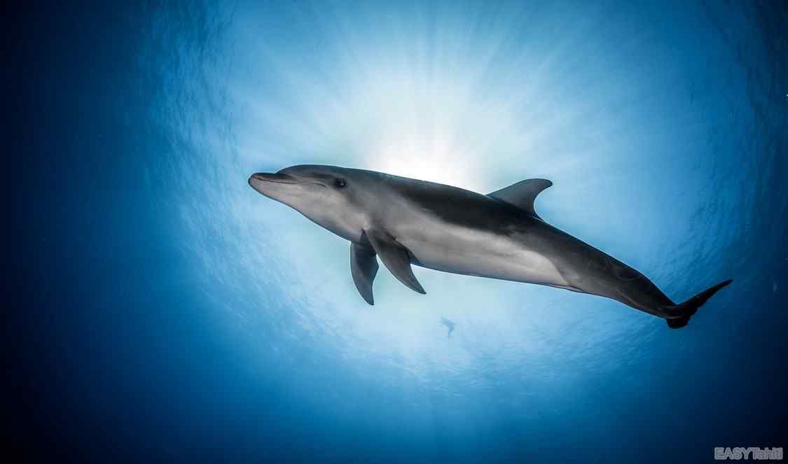 nager avec les dauphins en liberté à Moorea durant votre voyage en Polynésie