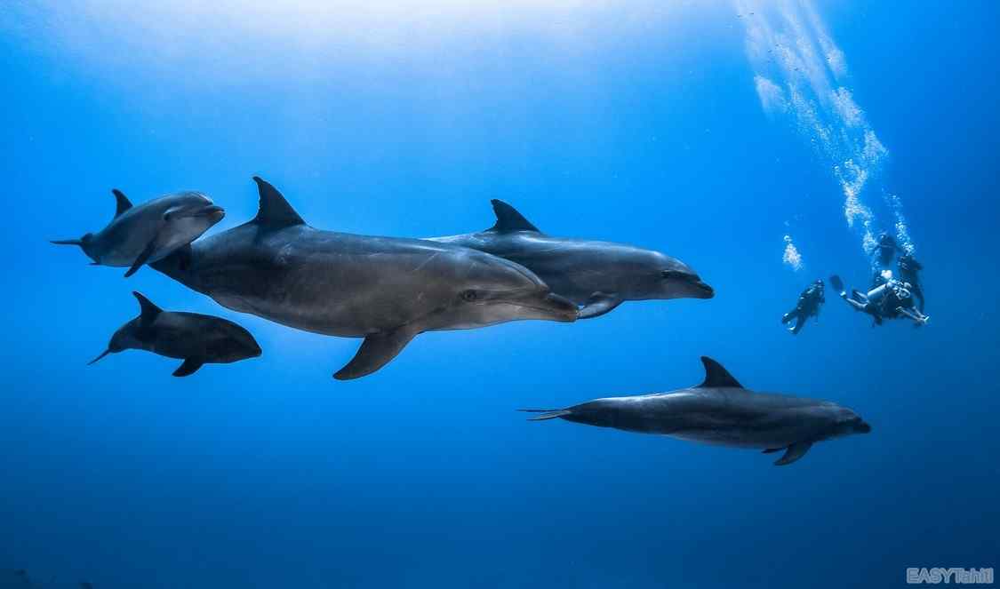 dauphins à Moorea durant votre séjour en Polynésie