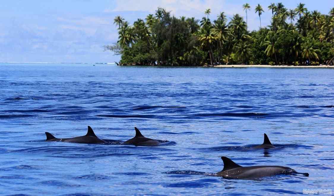 rencontrez des dauphins durant votre tour découverte de l'île de Tahaa en bateau