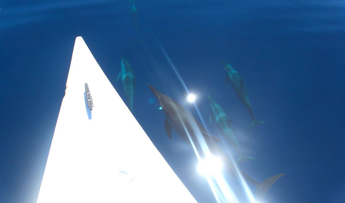 dolphins next to boat moorea lagoon tour in Moorea French Polynesia