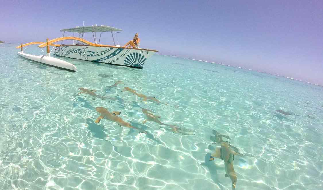 voir les petits requins et nager avec en tour à la journée en bateau à Moorea, pour votre voyage en Polynésie