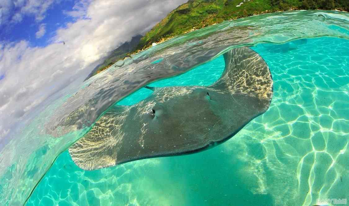 nagez avec les raies au jardin de corail de Tahaa durant votre voyage en Polynésie