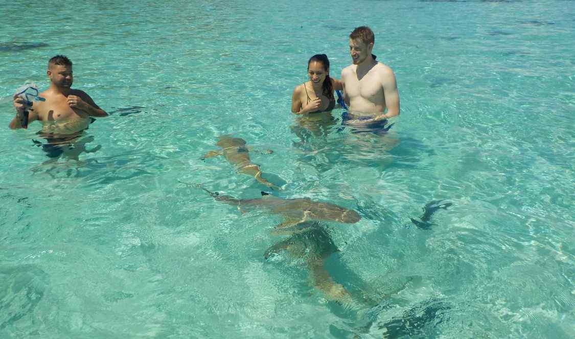 frissons garantis en vous baignant avec des requins à Moorea en Polynésie