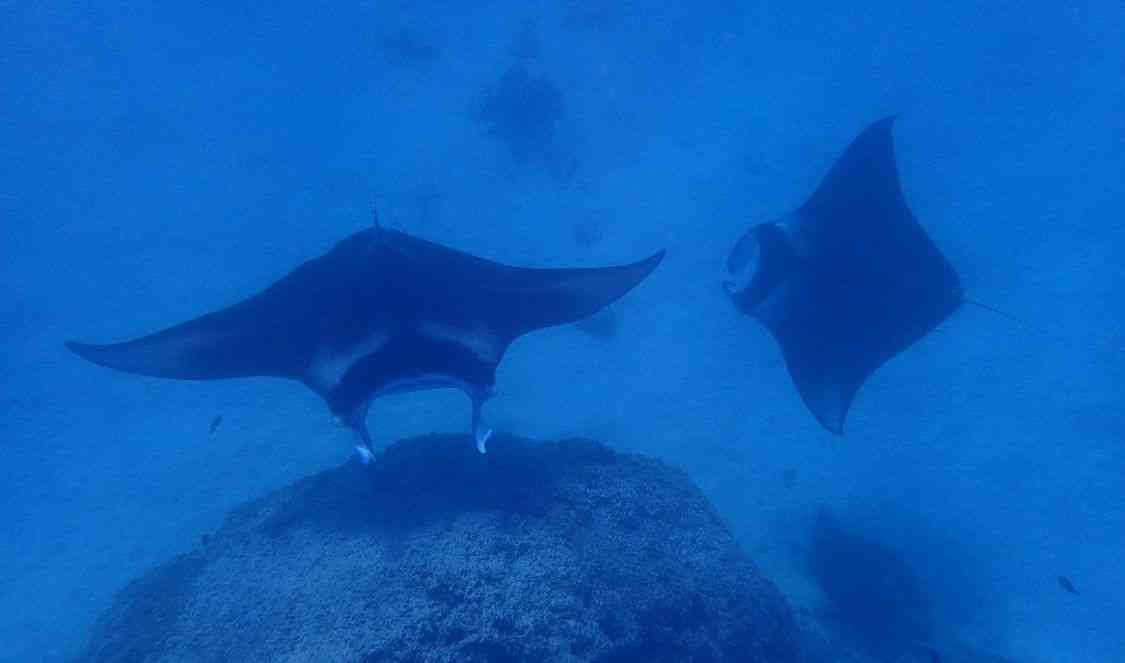 nagez avec les raies manta dans le lagon de Bora Bora pour votre voyage en Polynésie