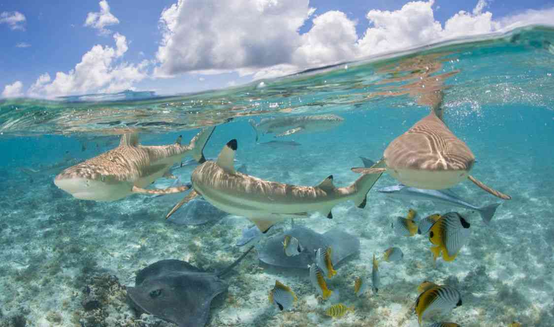 nagez avec les petits requins gentils du lagon de Bora Bora durant votre voyage en Polynésie