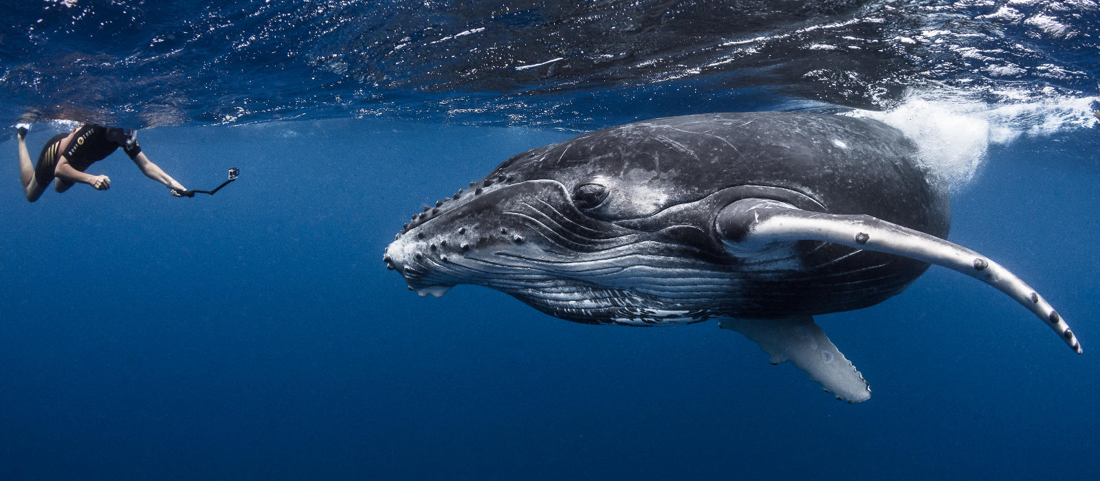 diving with whales in Tahiti an experience of a lifetime
