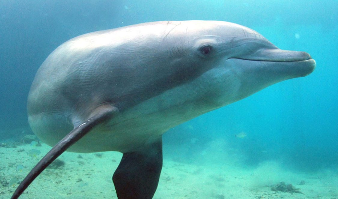 watch dolphin swimming at dolphin center during a moorea vacation